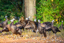 Wisconsin Wild Turkeys In Early October