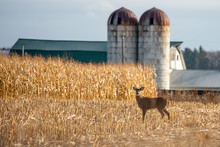 Ten Point White Tailed Deer Buck Standing In A Farmers Cornfield In November