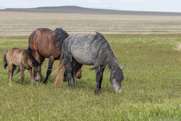 Wall Mural - Wild Horses in Spring in the Utah Desert