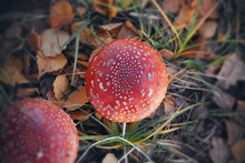 Bright Red Poisonous Spotted Toadstools Grow In Pairs In A Clearing With Green Grass And Yellowed Fallen Birch Leaves