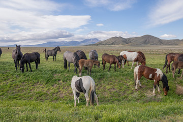 Sticker - Wild Horses in Spring in the Utah Desert