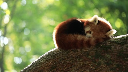 Wall Mural - A red panda sleeps on a tree in summer