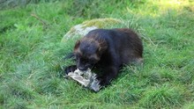 A Wolverine Eats A Bone In The Grass