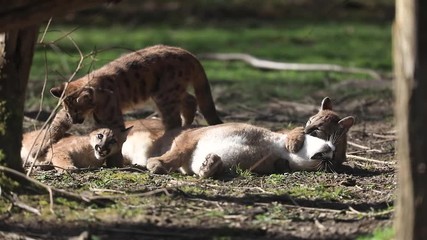 Canvas Print - young cougar playing with their mom in the forest