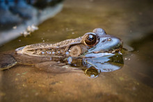 A Frog And Its Reflection