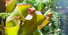Sun Pitcher (Heliamphora Heterodoxa). Marsh Pitcher Plant. It Is One Of Only A Few Plants That Are Carnivorous Making It Unique In The Plant Kingdom