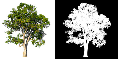 Wall Mural - isolated tree on white background with clipping path