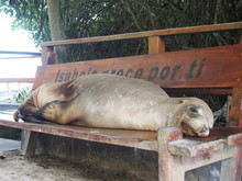 A Sea Lion Sleeping On A Bench, Isabela Island (Isla Isabela) Is One Of The Galápagos Islands, Ecuador
