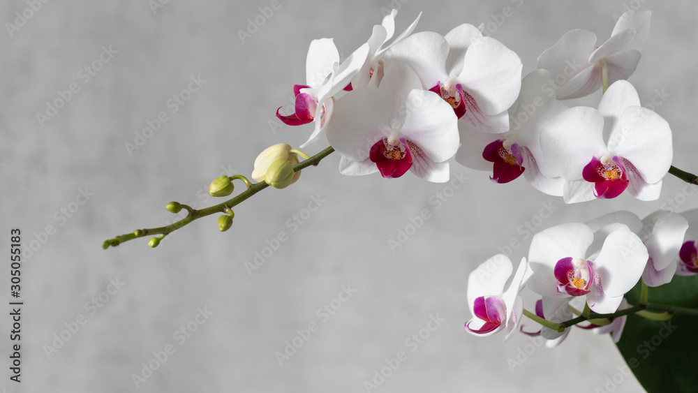 A flowering multi-flowered white orchid with deep purple red lip of the genus Phalaenopsis. Flowers and buds. On a grey blurred background with copy space  - obrazy, fototapety, plakaty 