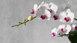 Blooming multi-flowered white orchid with deep pink red lip of the genus Phalaenopsis. Flowers and buds. On a grey blurred background with copy space 