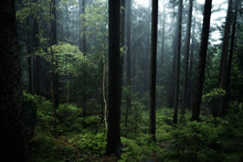 Poland Forest With Fog And Soft Light, Stolowe Gory, Poland