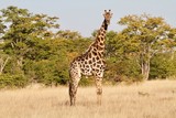 Fototapeta Sawanna - giraffe portrait, Hwange National Park, Zimbabwe 