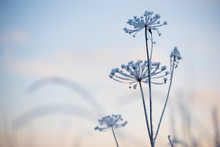Frost Covered Dried Plant Against Blurred Winter Twilight Sky