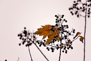 Wall Mural - autumn leaves on a white background