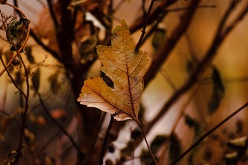 Wall Mural - autumn leaves on tree