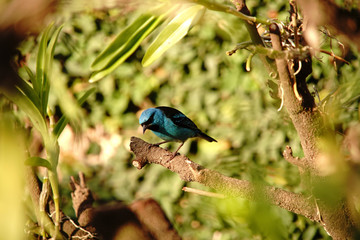 Blue Dacnis Bird on a branch