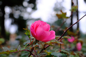 Canvas Print - Pink Winter Rose