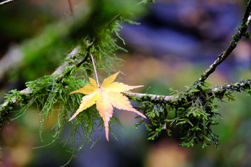 Canvas Print - Maple and Moss