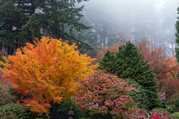 Wall Mural - Japanese Garden Fog