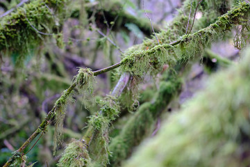 Wall Mural - Mossy Branches