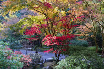 Canvas Print - Fall Maples