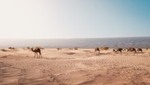 Camels On The Desert Captured At Day Light In Morocco