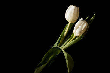 Two white tulips in full dark under studio lighting