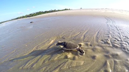 Poster - Green sea turtle hatching going towards the sea on the Swahili coast, Tanzania.