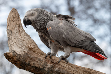 Aufkleber - A grey parrot, also known as the Congo grey parrot, Congo African grey parrot or African grey parrot perched on a tree trunk