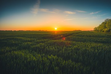 Wall Mural - green fields, zeeland, netherlands