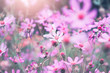 Pink cosmos flowers blossom in summer