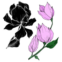 Wall Mural - Vector Magnolia floral botanical flowers. Black and white engraved ink art. Isolated magnolia illustration element.