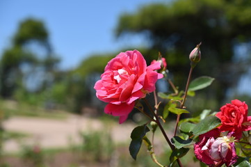 rose, garden, flower