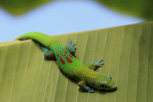 Small Green Lizard In Hawaii