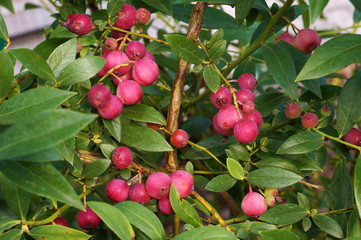 Beautifully fruiting, attractive blueberries. Pink Lemonade variety.