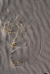 Mojave desert sand dune landscape. Kelso Dunes. Artistic detail of wind blowing grass like a calligraphy brush creating a beautiful line in the sand.