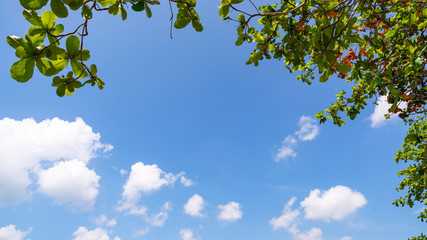 Trees branches frame beautiful green leaves against clear blue sky background image for nature background and nature design Copy space for text