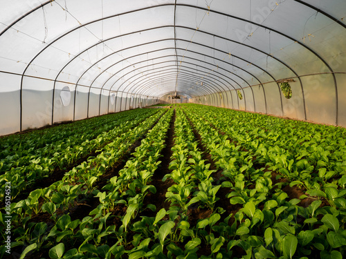 Fotomural planting vegetables in the greenhouse