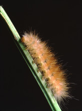 Yellow Woolly Bear Moth Caterpillar (Spilosoma Virginica)