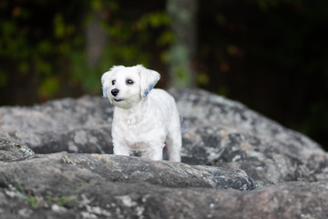 Wall Mural - White dog standing on rocks