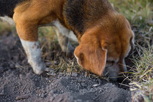 A Beagle Dog Is Digging And Sniffing The Ground At Countryside