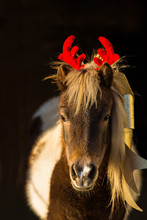 Reindeer Horse