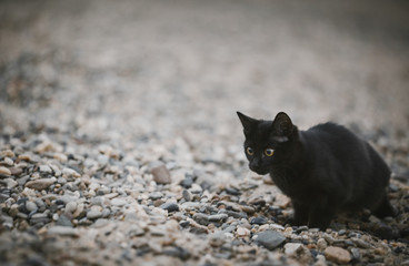 A beautiful black cat plays in the sand