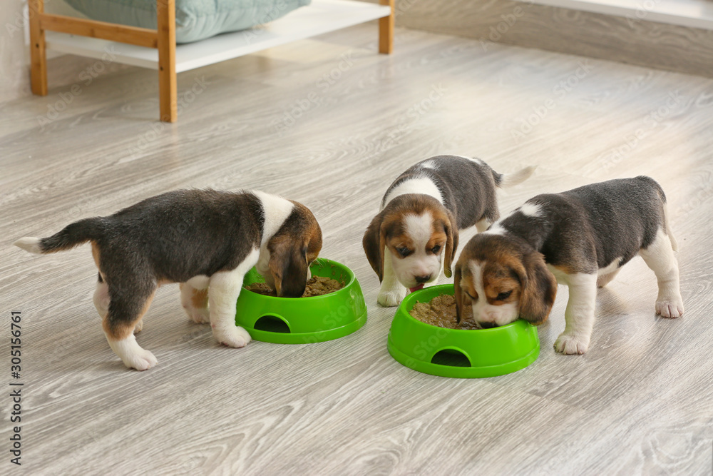 Cute beagle puppies eating food from bowls at home - obrazy, fototapety, plakaty 