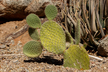 Green Prickly ear cactus Opuntia Microdasys Succulent