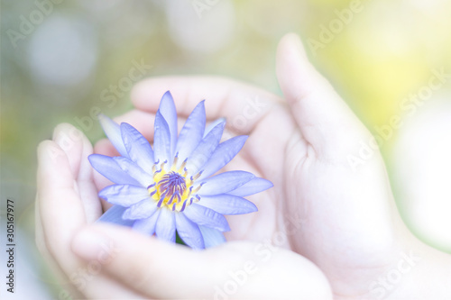 Hand holding purple lotus or water lily for Vesak day, Buddhist lent day, Buddha's birthday, Buddha Purnima worshiping, and world human spirit.