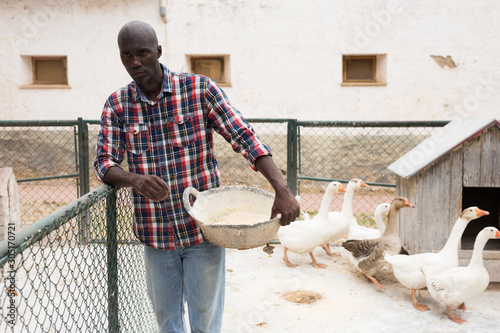 Cuadros en Lienzo Man farmer standing near enclosure gooses with bird feed