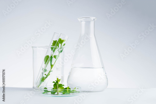Cuadros en Lienzo herbal medicine natural organic and scientific glassware