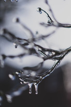 Closeup Of Ice On Branches