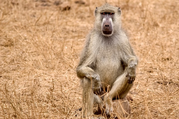 african baboon with a very serious look. tsavo west national park. kenya